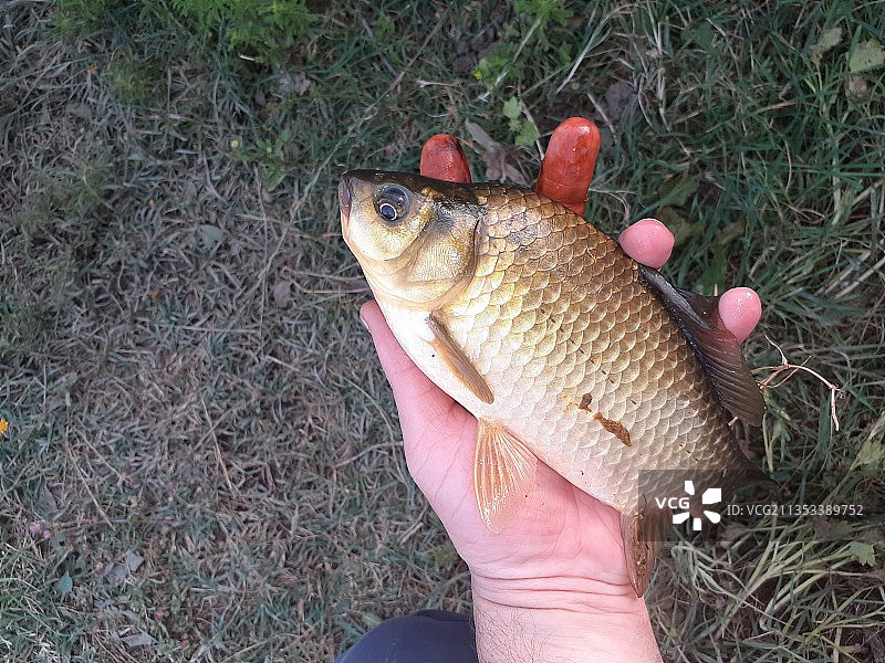 手持死鲤鱼图片素材