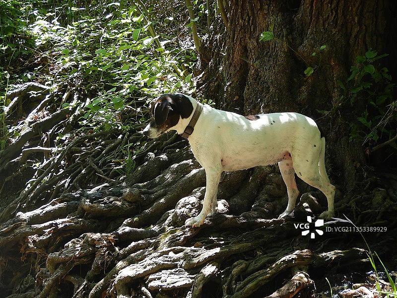 马站在森林树干上的侧面图，维也纳，奥地利图片素材