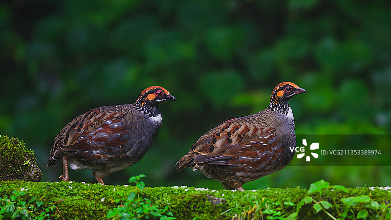 近距离拍摄栖息在苔藓上的鸟类图片素材