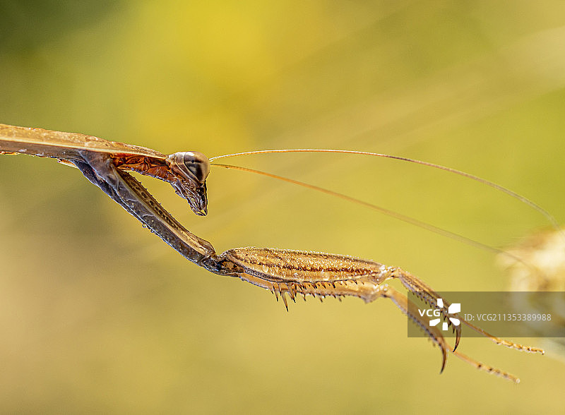 加拿Allanburg植物上的蜻蜓特写图片素材