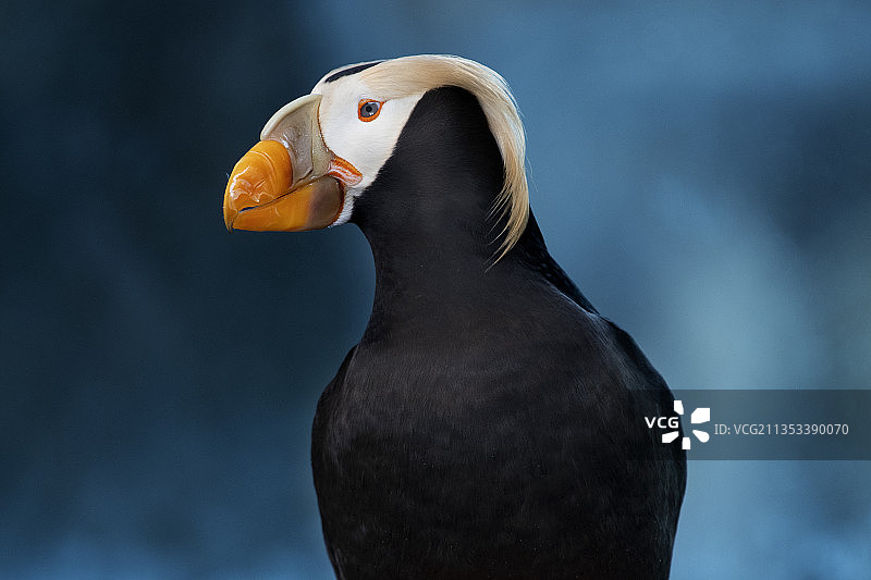 大西洋海鹦鹉特写图片素材