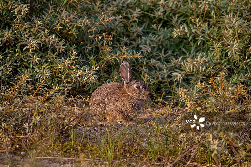 原尾兔在田野特写图片素材