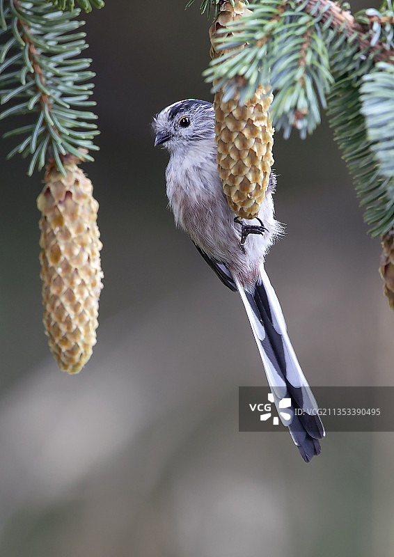 鸟儿栖息在树上的特写，英国斯托尼黑文图片素材