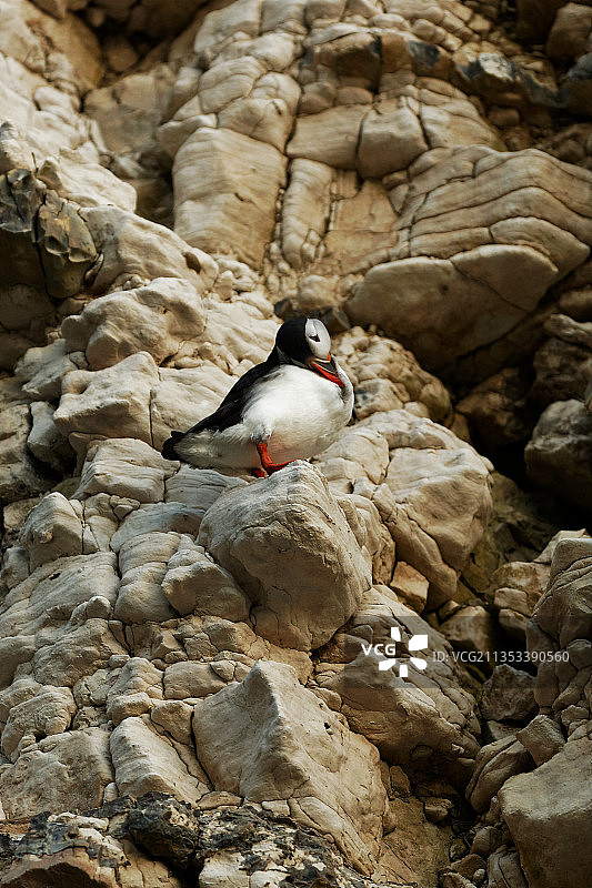 英国弗兰伯勒塘鹅栖息在岩石上的高角度视图图片素材