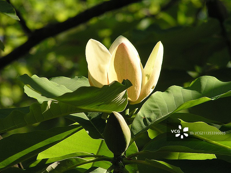 乌克兰白色开花植物特写图片素材