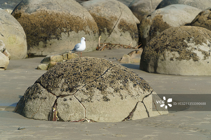 海鸥栖息在海滩岩石上特写图片素材