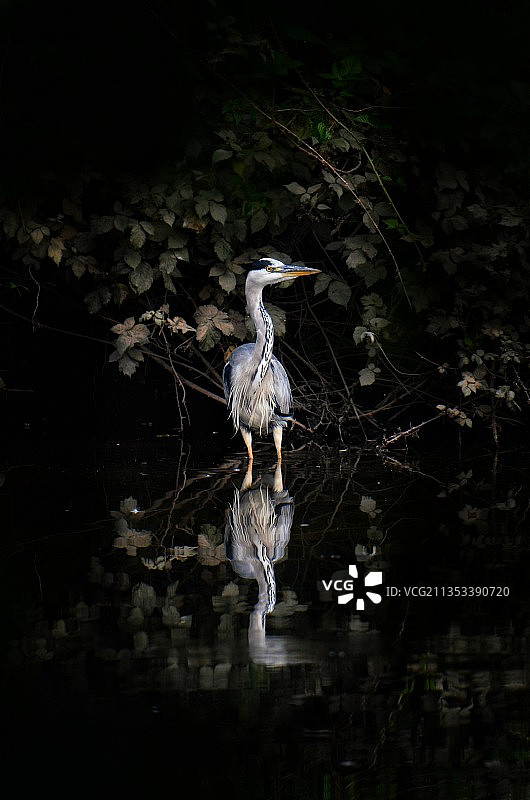 高角度拍摄栖息在湖中的大蓝鹭图片素材