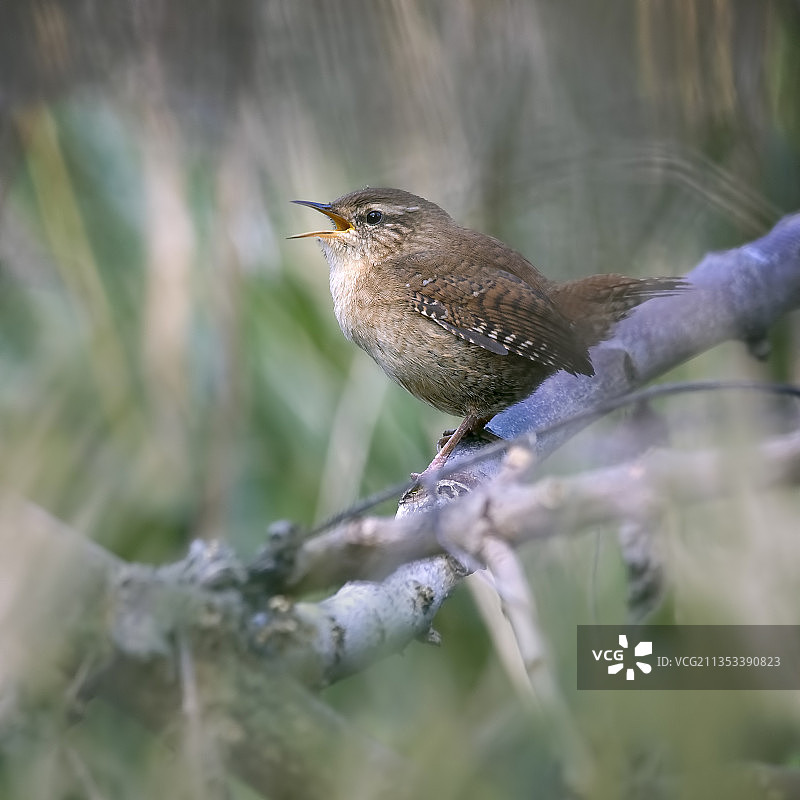 鹪鹩栖息在树枝上特写，英国斯通黑文图片素材