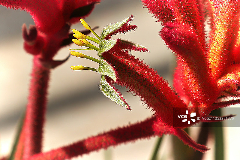 红色开花植物的特写图片素材