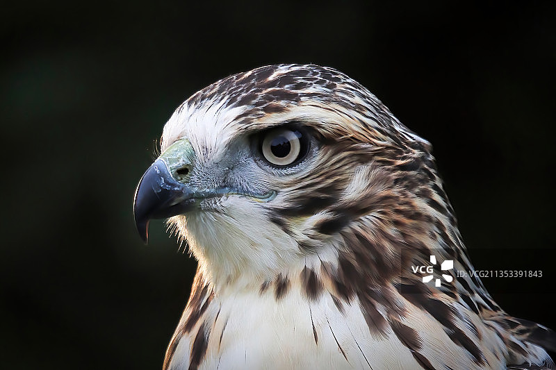 特写的鹰图片素材