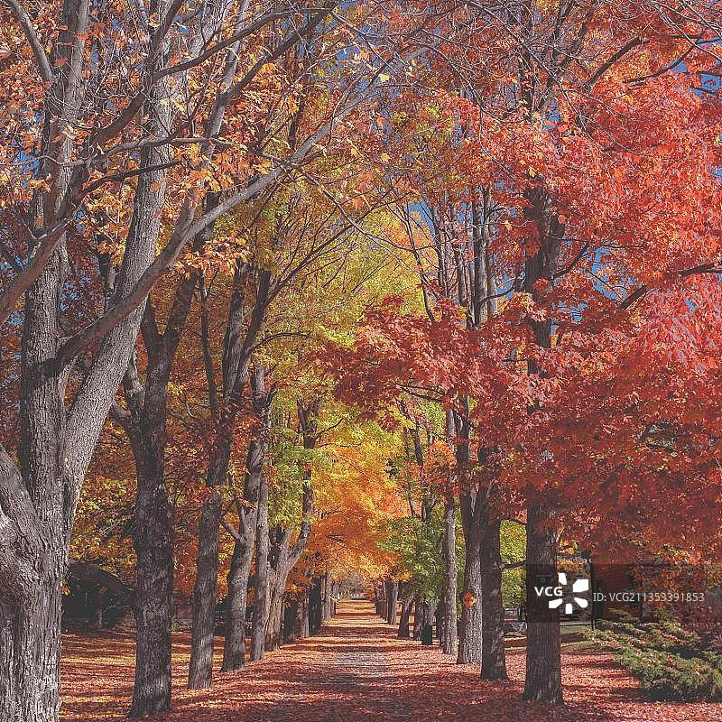 美国卡茨基尔山秋季公园里的树木图片素材