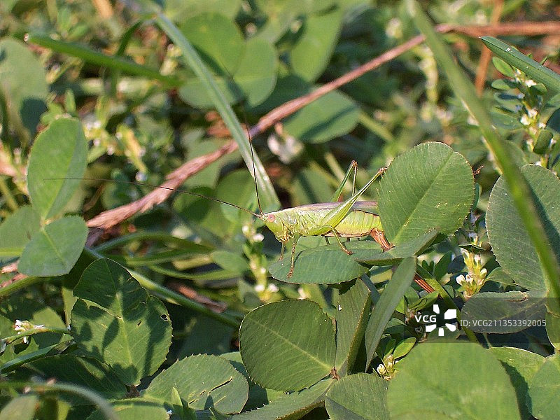 树叶上的青蛙特写，乌克兰图片素材