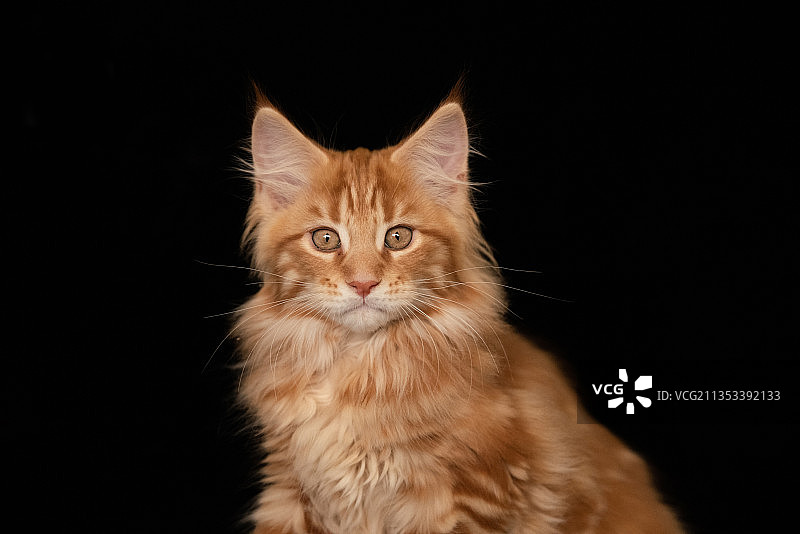 黑色背景下的姜黄色猫肖像，俄罗斯图片素材