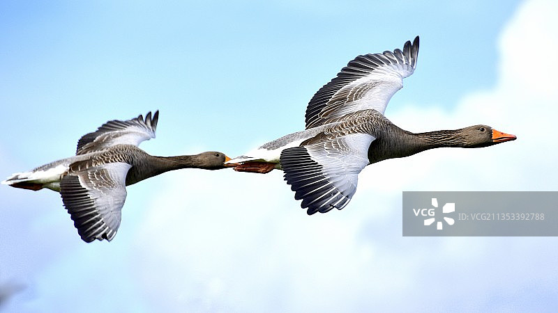 低角度的鸟飞对天空图片素材
