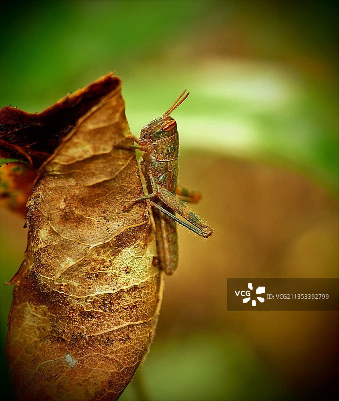 树叶上昆虫的特写镜头图片素材