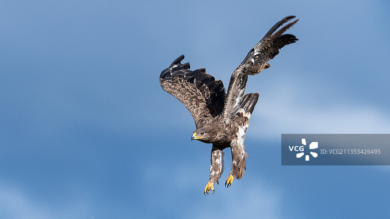草原雕图片素材