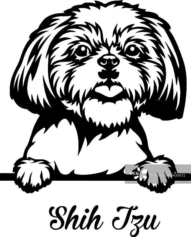 白色背景上探头狗头西施犬图片素材