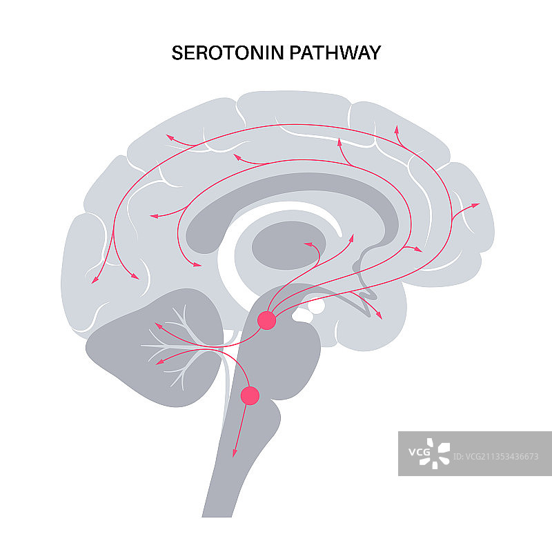 大脑中的血清素通路图片素材