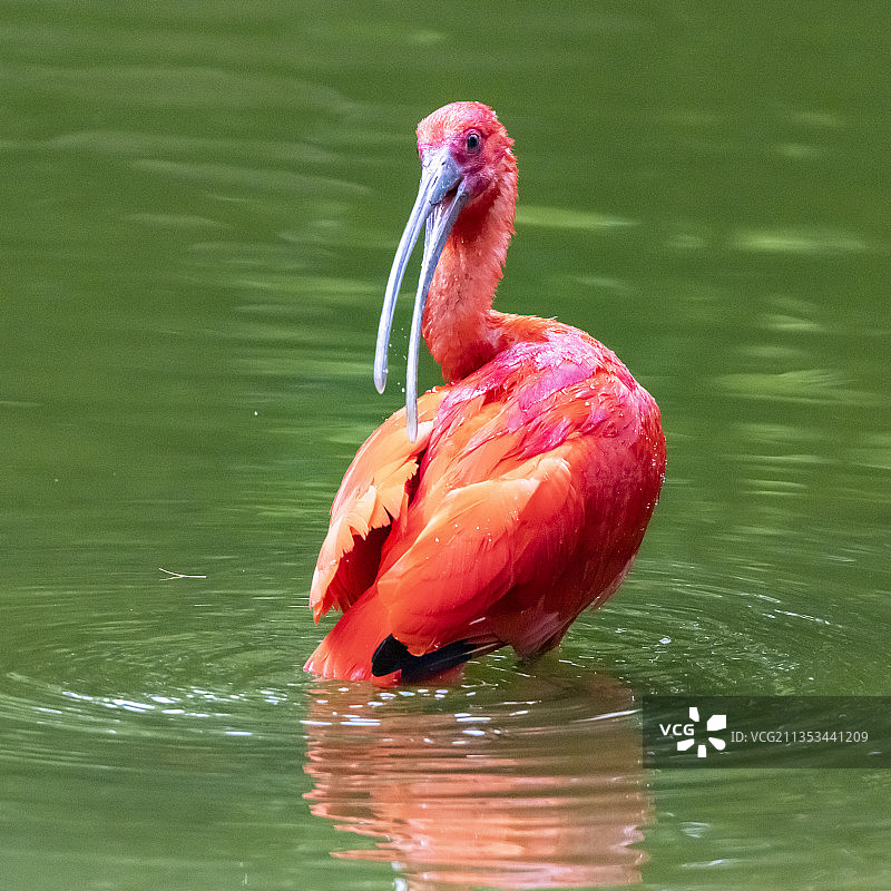 美洲红鹮图片素材