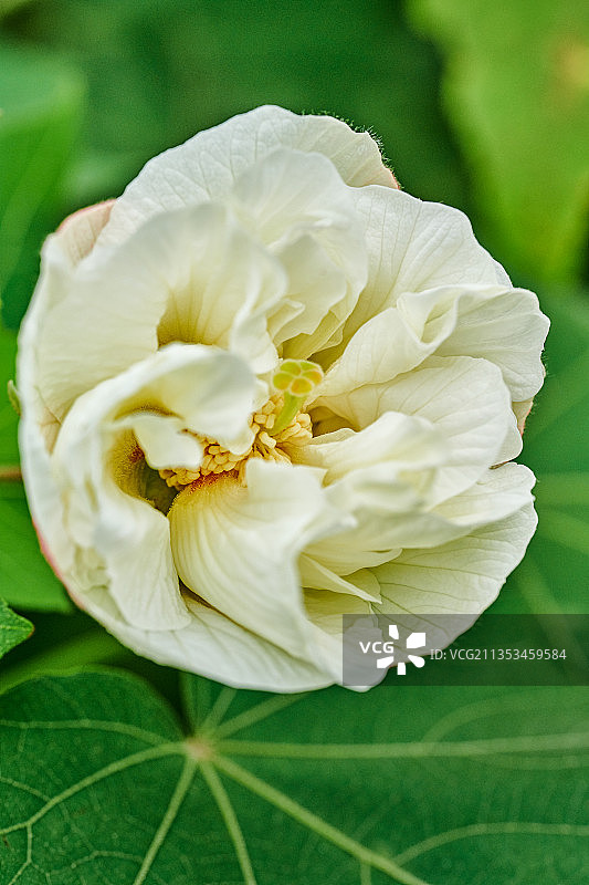 芙蓉花特写图片素材