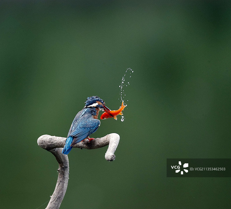 垂死挣扎的小红鱼图片素材