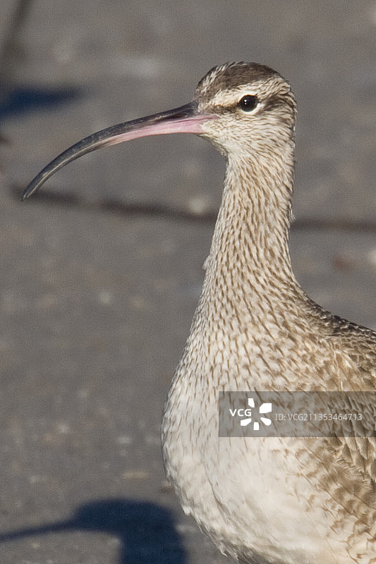中杓鹬特写图片素材