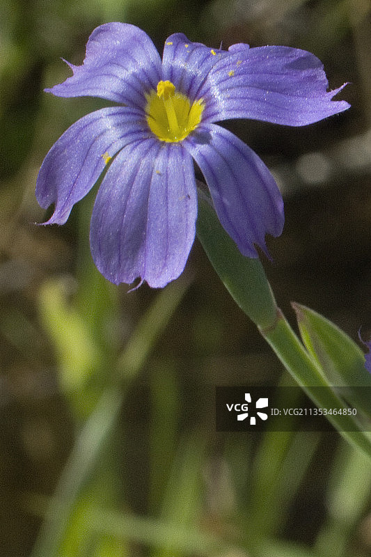 蓝眼草图片素材