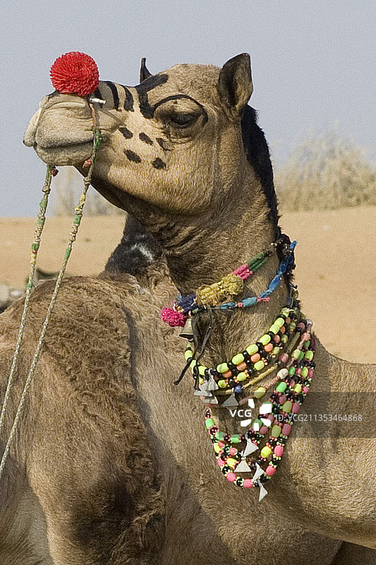为骆驼集市装饰的骆驼图片素材