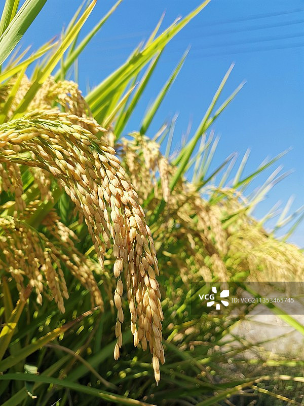 金色的稻穗，碧蓝的晴空，生活如此美好图片素材