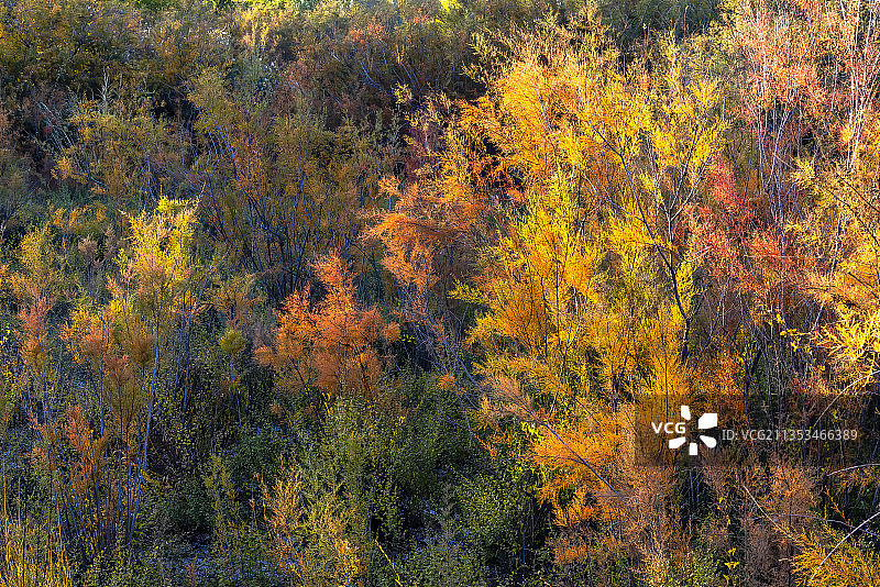 红柳.金塔图片素材