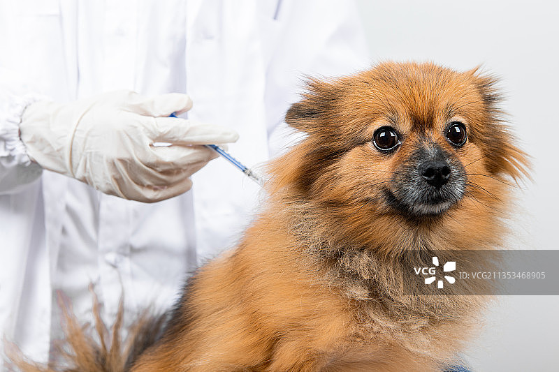 亚洲青年女性兽医给博美犬注射狂犬疫苗图片素材