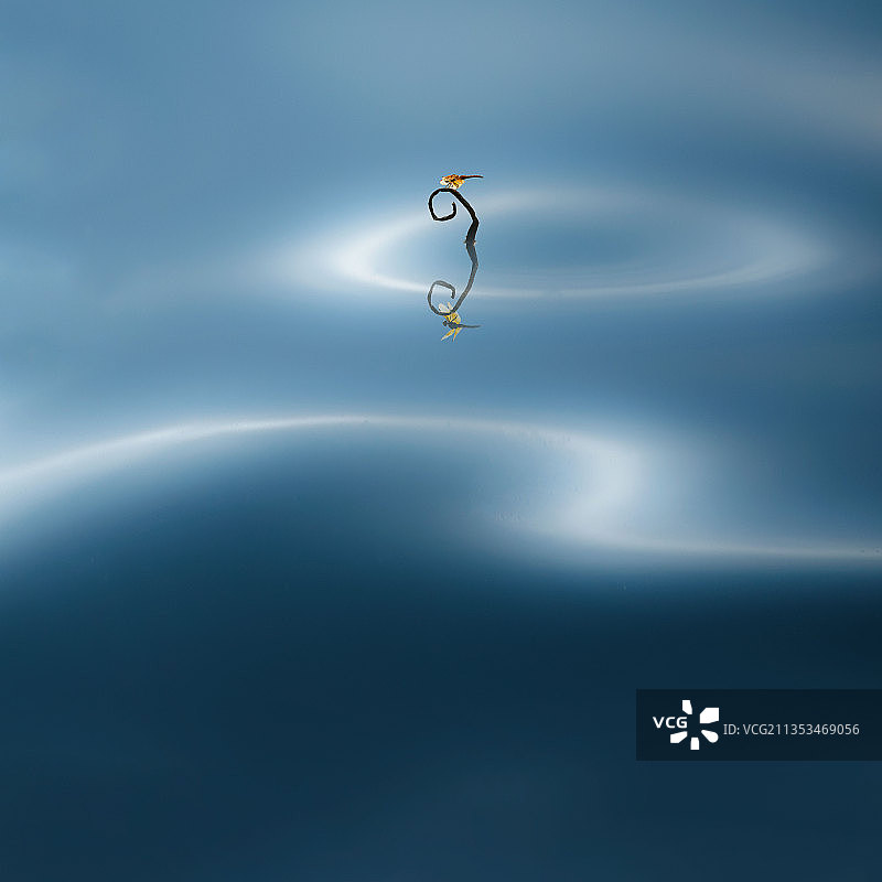 蜓蜓玉立图片素材