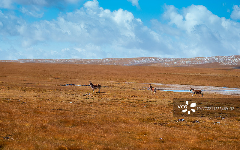 中国青海玉树青藏高原藏野驴图片素材