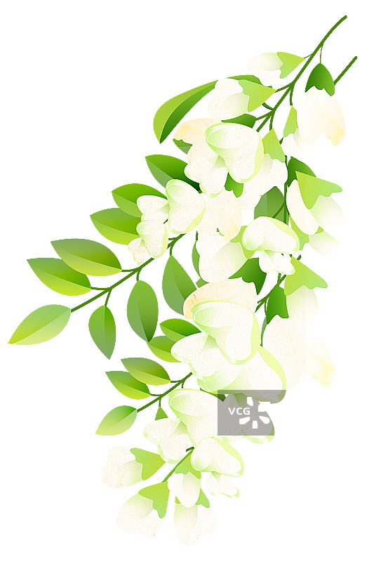 槐花元素图片素材