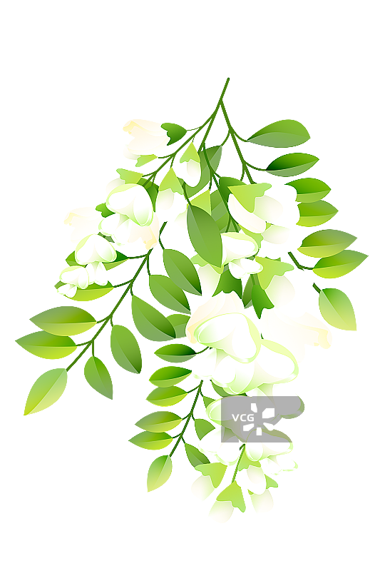 槐花元素图片素材