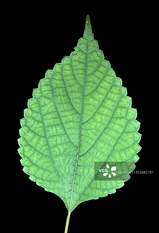 叶子图片素材