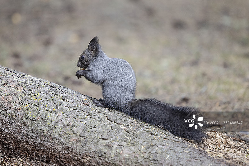 新疆喀纳斯景区可爱的灰松鼠图片素材