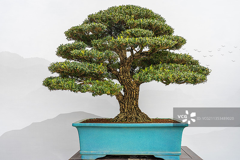 黄杨艺术盆景图片素材