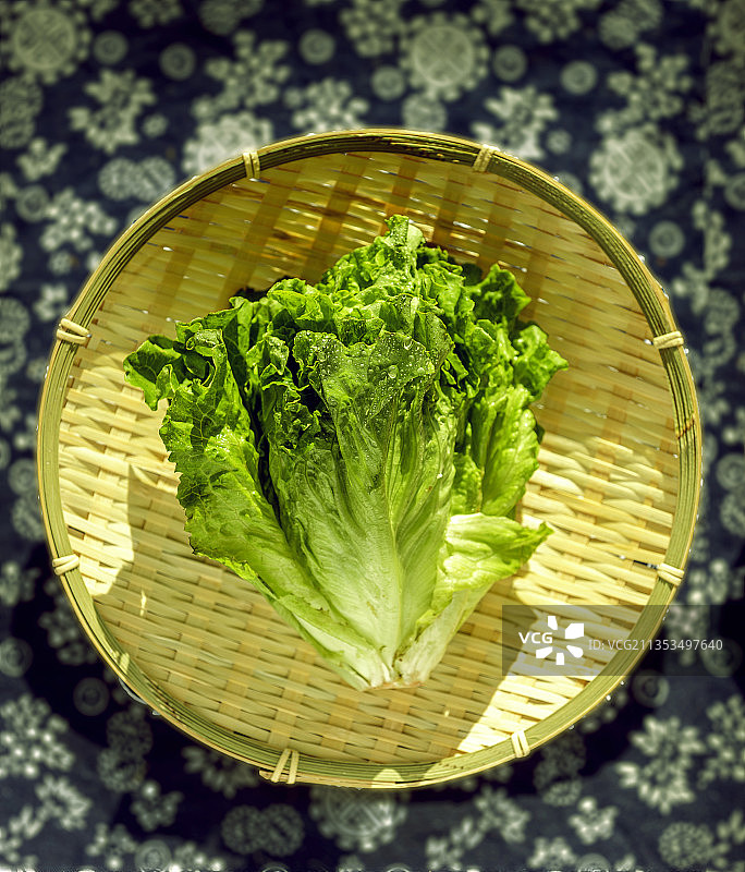 罗马生菜 采摘 蔬菜 丰收 农业图片素材