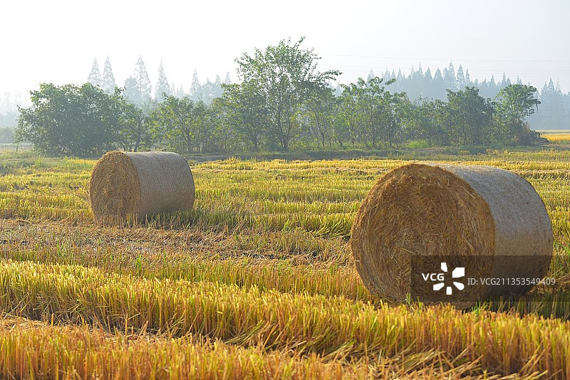稻田里的稻草捆图片素材