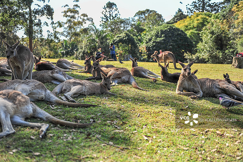 布里斯班动物园图片素材