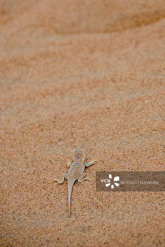 中国内蒙部阿拉善腾格里沙漠里的蜥蜴图片素材