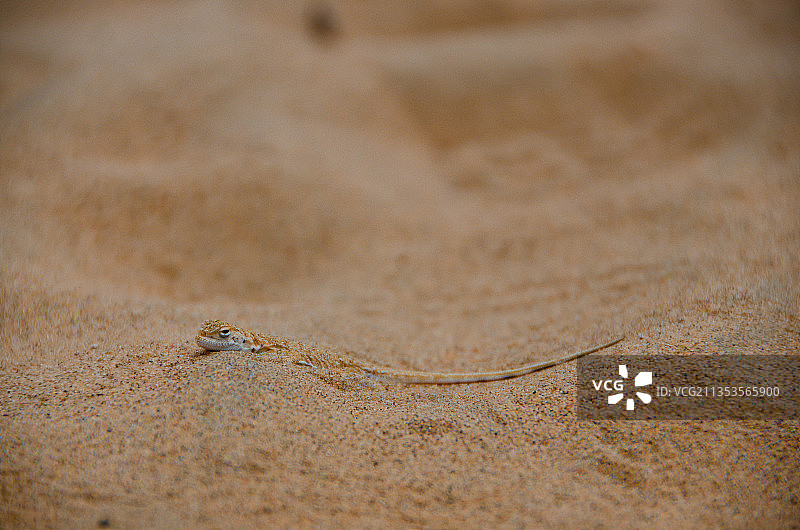 中国内蒙部阿拉善腾格里沙漠里的蜥蜴图片素材