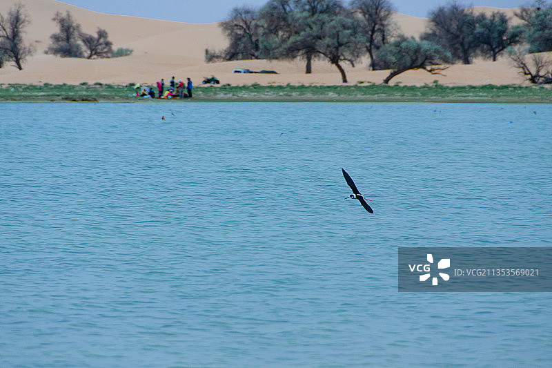 中国内蒙古阿拉善腾格里沙漠里的绿洲和沼泽图片素材