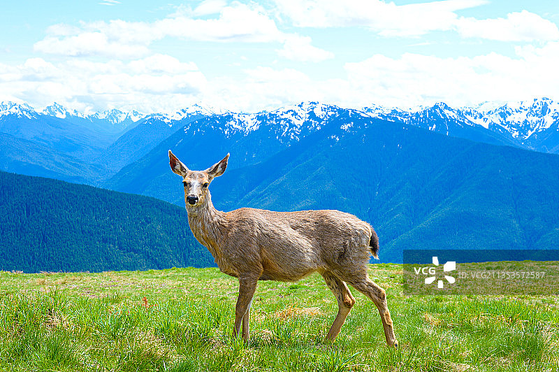高原麋鹿图片素材