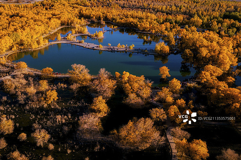 金塔胡杨林｜无人机拍摄图片素材