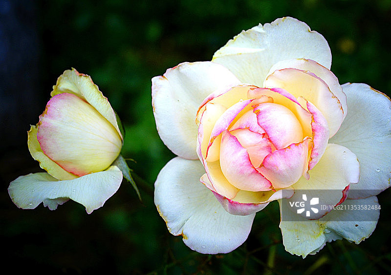 一个绽放，一个待放图片素材