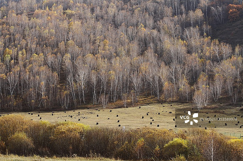 乌兰布统秋色图片素材