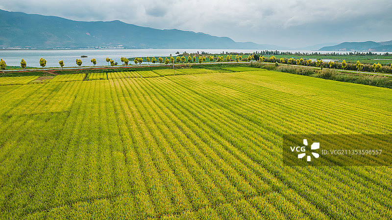 云南省红河州石屏县异龙湖畔成熟的稻田图片素材