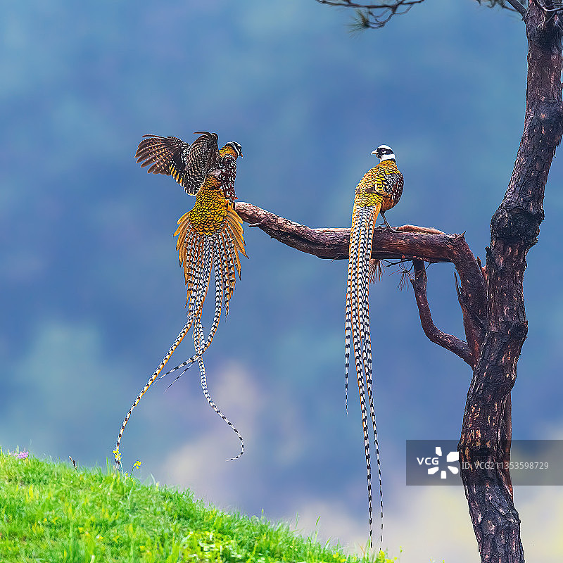 你来了——白冠长尾雉图片素材